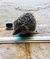 Apartment on the Hill Between Gubbio and Perugia