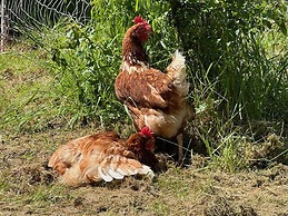 Shepherdshut-cotswolds-petfriendly-woodburner