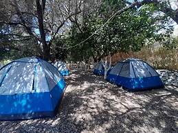 Social Camping JAL