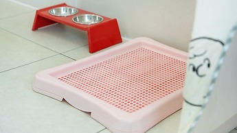 Gapyeong Beilli pet Pool Villa Pension