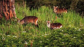 Anabas Mount Kenya Lodge