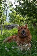 Cascade Mountain Retreat Manali