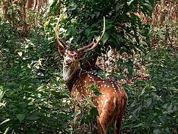 King Jungle Walk Safari &  Home Stay