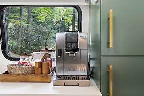 Royal Fern in Pisgah Forest