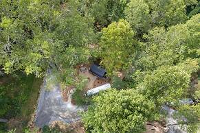 Royal Fern in Pisgah Forest