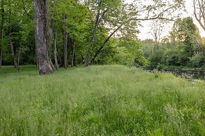 Creekside Fern in Pisgah Forest