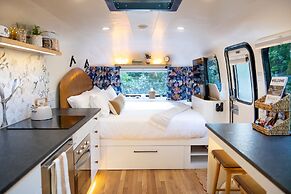 Creekside Fern in Pisgah Forest