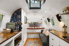 Silver Fern in Pisgah Forest