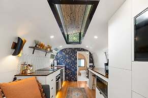 Silver Fern in Pisgah Forest