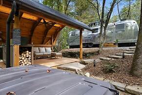 Silver Fern in Pisgah Forest