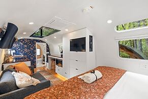 Silver Fern in Pisgah Forest