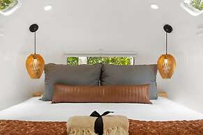 Silver Fern in Pisgah Forest