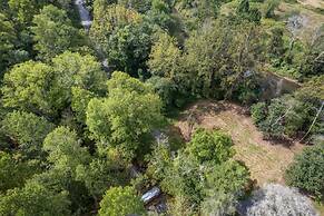 Silver Fern in Pisgah Forest