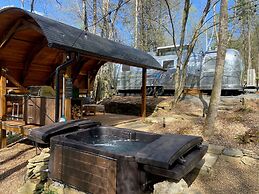 Silver Fern in Pisgah Forest