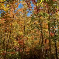 Pigeon Forge I Hot tub I Theatre I Walk to Parkway
