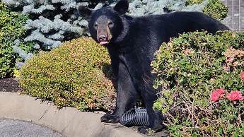 The Morning Glory With Hot Tub Arcade Theater