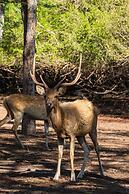 Villa Sari Bumi Menjangan