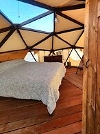 Raptor Ranch Little Owl 1