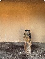 Raptor Ranch Little Owl 1