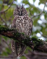 Owl's Watch Nature Retreat