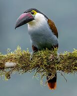 Owl's Watch Nature Retreat