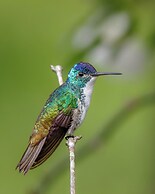 Owl's Watch Nature Retreat