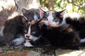 Palacio Viejo de las Corchuelas