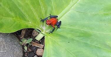 Hôtel jardines Arenal