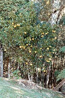 Recanto Lago Negro - Rancho Queimado
