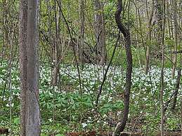 Glamping at Meadeville Farm