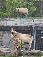 Glamping at Meadeville Farm