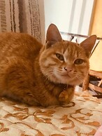 Zhangjiajie Tongfu inn