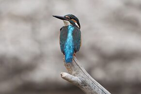 Coconut Lane Bangkok