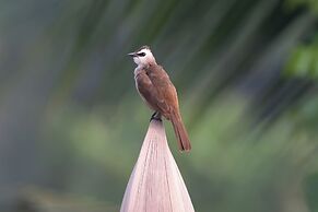 Coconut Lane Bangkok