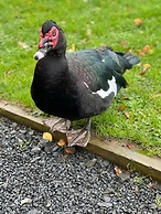 Hornshole Hideaway Caravan Hawick