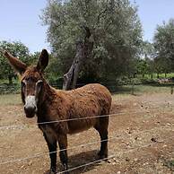 Giardino di Limoni Eco Friendly Villa