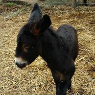 Giardino di Limoni Eco Friendly Villa