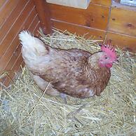 Giardino di Limoni Eco Friendly Villa