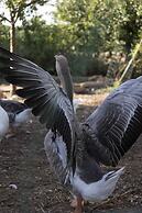 Casale Della Pergola With Cottage Sugarcane Pool
