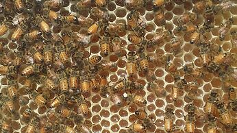 Casale Della Pergola With Cottage Sugarcane Pool