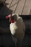 Casale Della Pergola With Cottage Sugarcane Pool