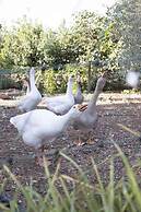 Casale Della Pergola With Cottage Sugarcane Pool