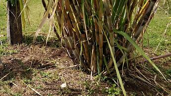 Casale Della Pergola With Cottage Sugarcane Pool