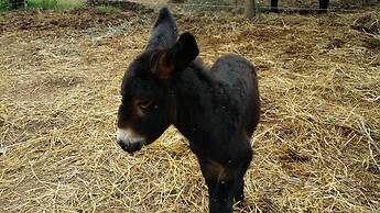 Casale Della Pergola With Cottage Sugarcane Pool