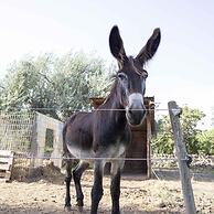 Casale Della Pergola Eco-friendly by the sea