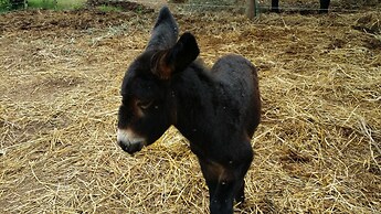Casale Della Pergola Eco-friendly by the sea