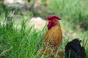 Finca Umnisa  Choachi