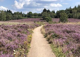 Bungalow in Veluwe With Sauna & Nature Views