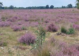 Bungalow in De Peel by Tranquil Forest