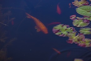 Shay Meadows Ranch & Resort #2500